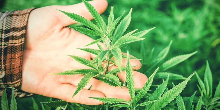 Porque é importante a humidade para a canábis?
