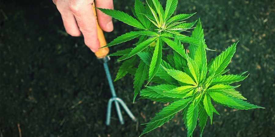 Como transplantar plantas de canábis autoflorescentes