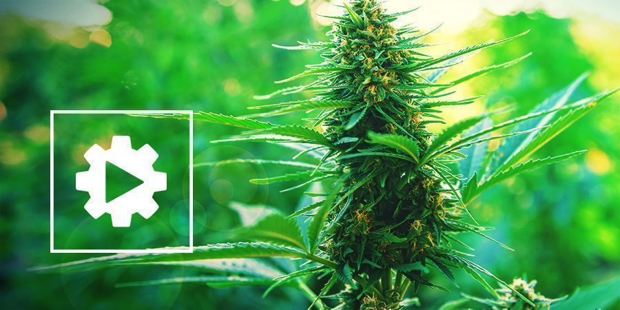 Compreender as plantas de cannabis autoflorescentes