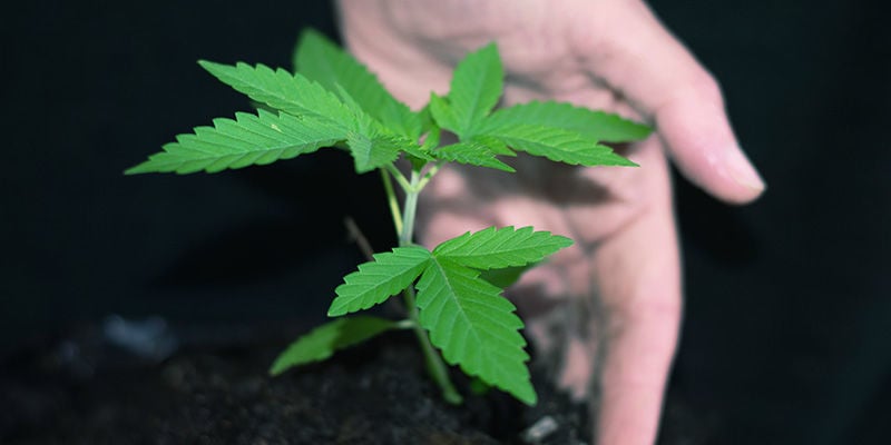 Quando é a melhor altura para transplantar plantas de canábis autoflorescentes?
