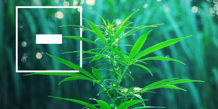 Desvantagens das variedades de canábis de floração rápida