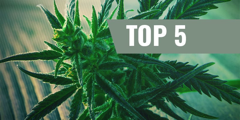 5 Melhores Variedades de Cannabis de Floração Rápida