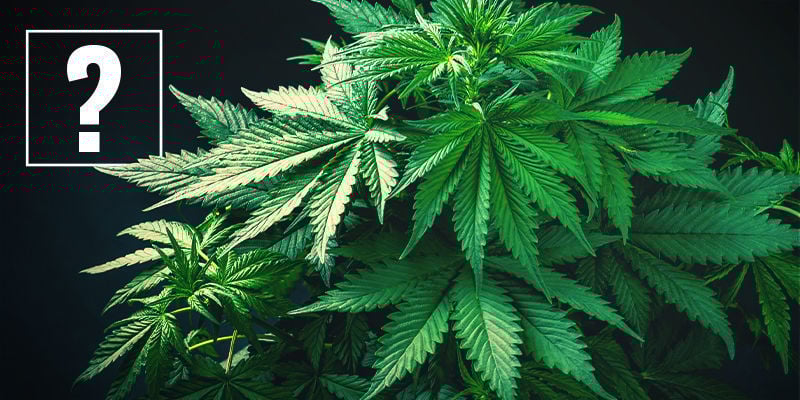 O que são variedades de canábis de floração rápida?
