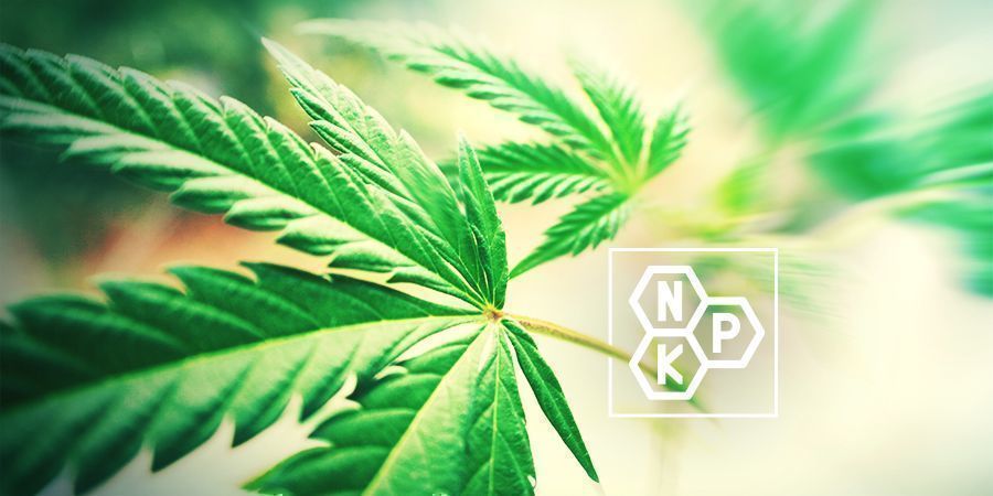 Solo fornece às plantas todos os nutrientes de que necessitam