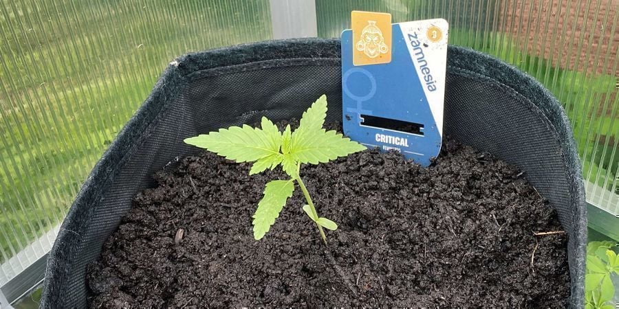 Como plantar a sua canábis na mistura de solo