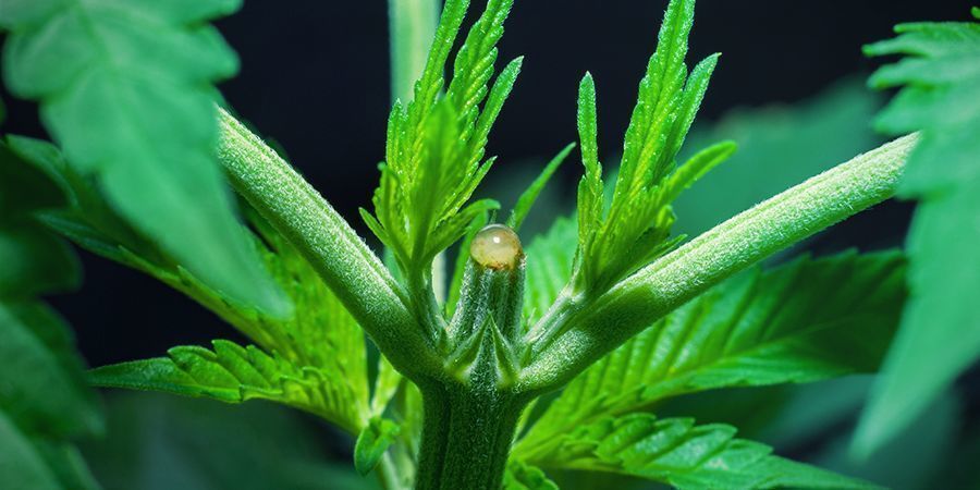 Posso mudar para a fase de floração logo após o topping?