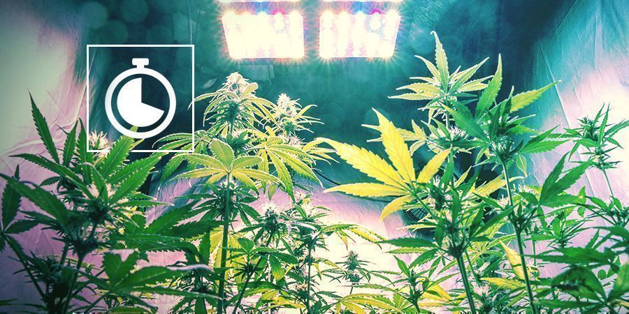 Como passar da fase de crescimento à floração em interior