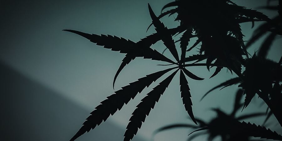 Transição do crescimento vegetativo para a floração no exterior