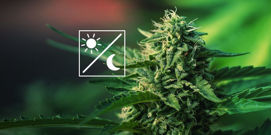 O que significa a transição do crescimento para a floração?