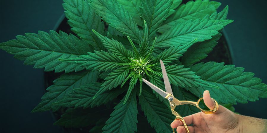 Quando mudar para a floração se as plantas tiverem crescimentos irregulares