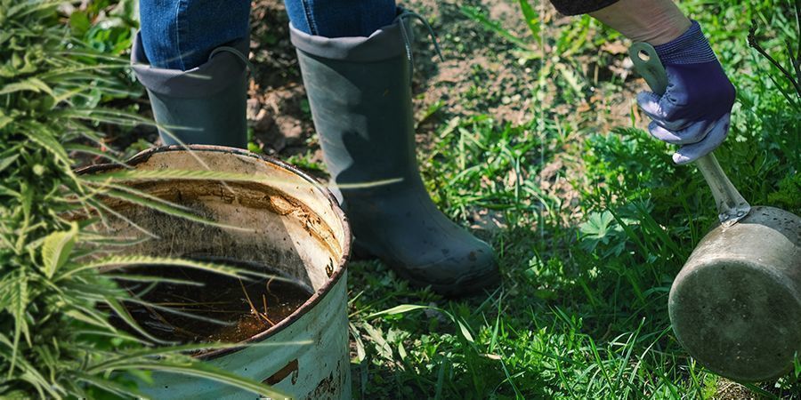 Como utilizar composto caseiro no cultivo de canábis