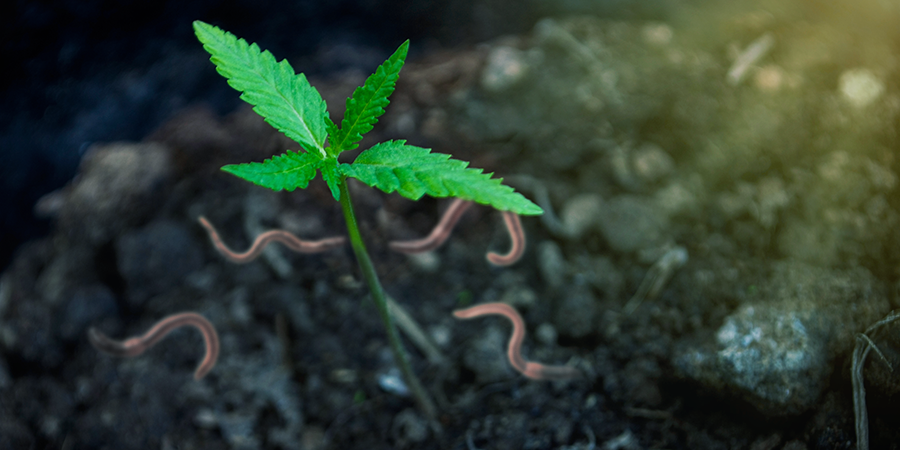 Os benefícios de cultivar canábis com o seu próprio composto
