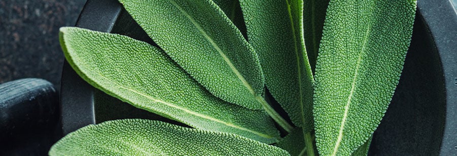 r/salvia: Procure afinidade no empório de Salvia Divinorum
