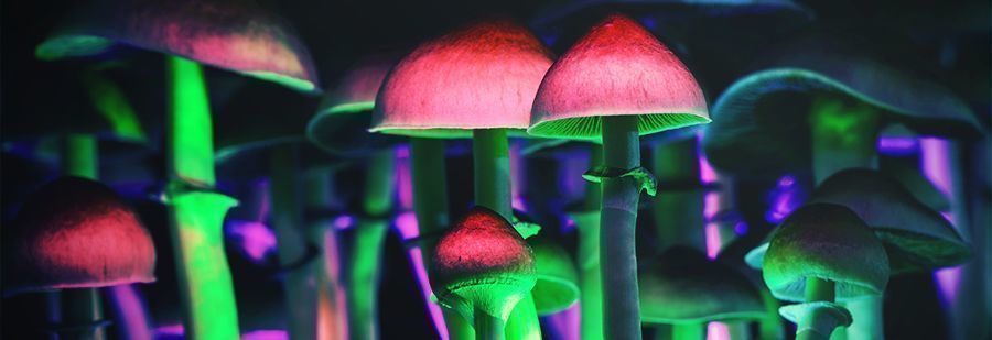 r/shrooms: O teu subreddit de referência para informação sobre psilocibina