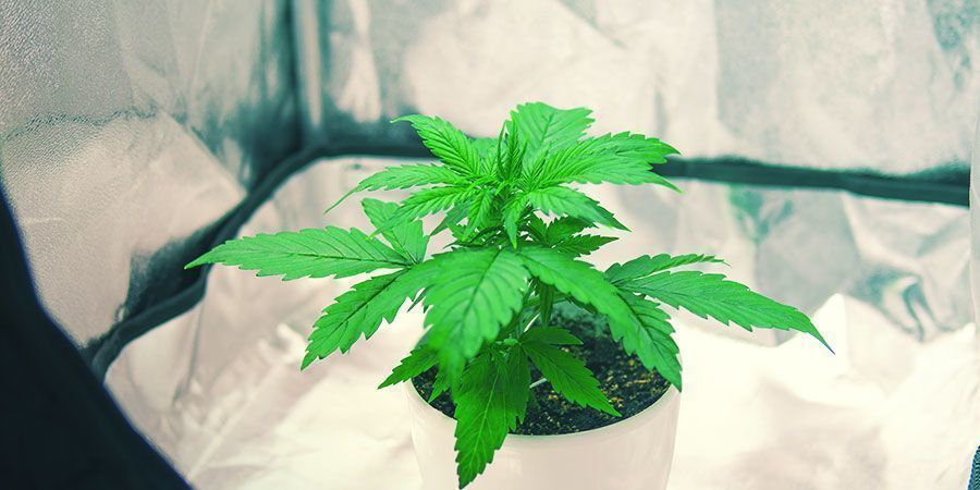 Cultivo de canábis numa pequena tenda de cultivo