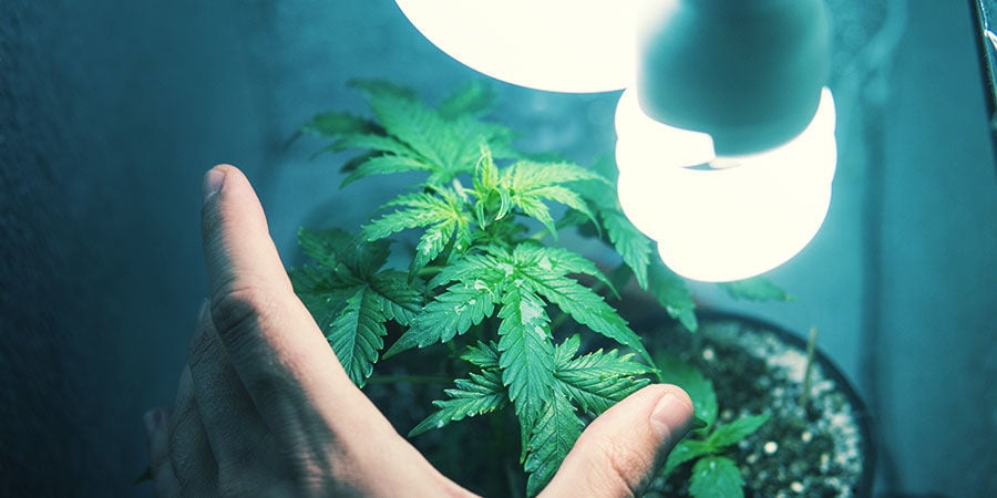 Cultivar canábis numa caixa de cultivo discreta