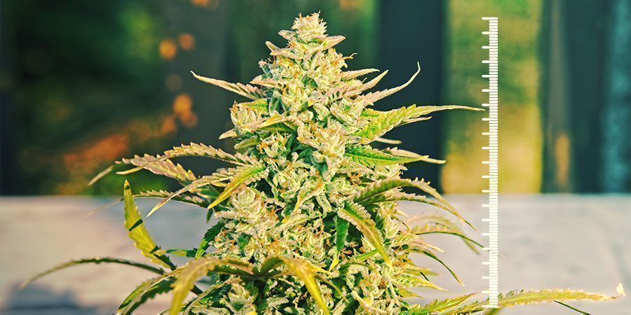 Variedades Sustentáveis para Microcultivo