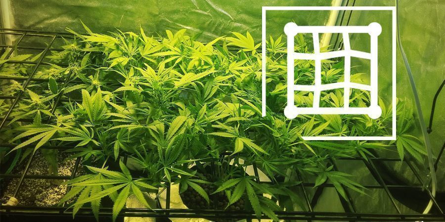 Técnicas para aumentar o rendimento da micro-cultura