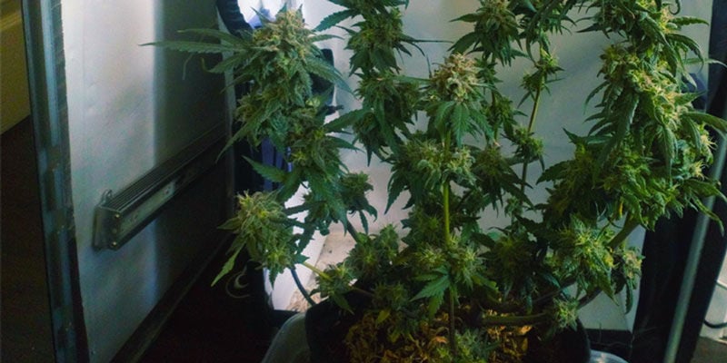 Cultivar canábis numa torre de computador