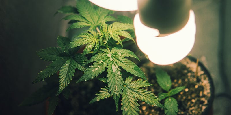 Cultivar canábis num armário
