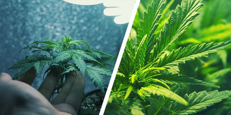 O que é o micro cultivo e em que difere do cultivo convencional de canábis?