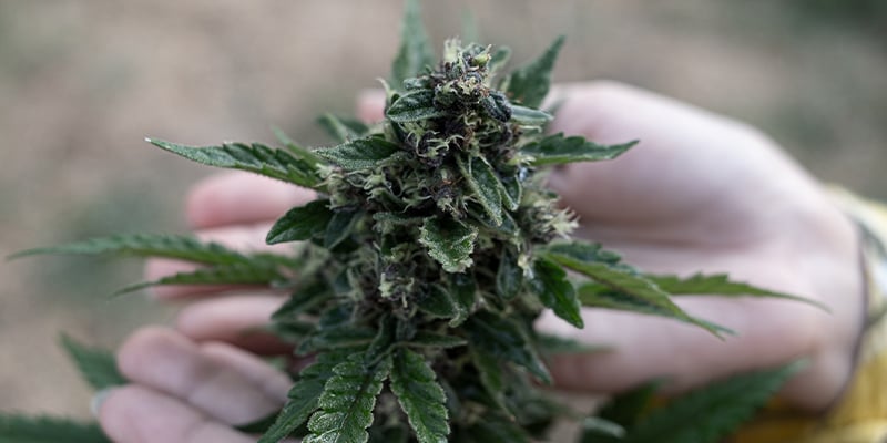 Top 3 variedades de canábis por terpenos