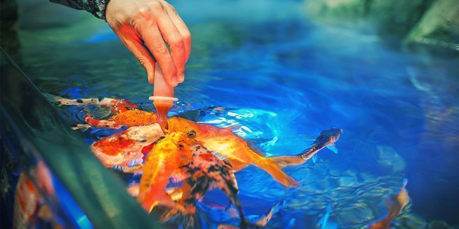Dicas para o teu cultivo em aquapónica