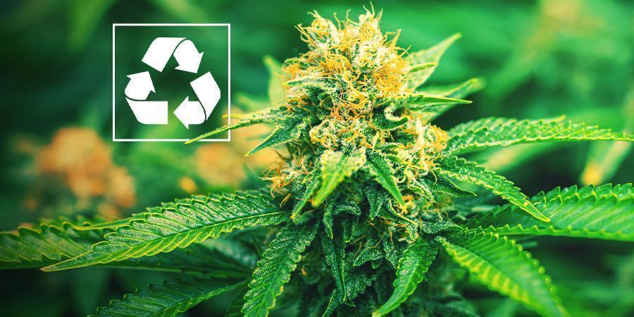 Por que cultivar canábis com aquaponia?