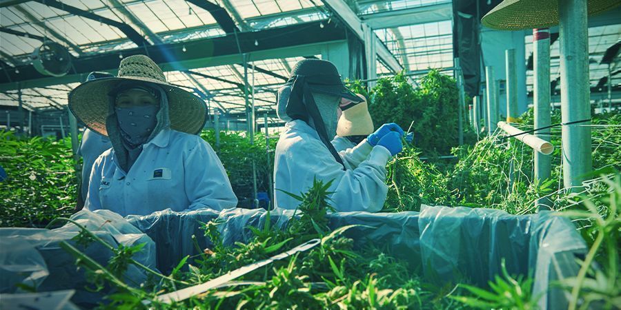 Será o cultivo vertical de canábis o futuro?