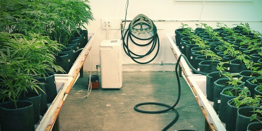 Manter tudo limpo - Cultivo vertical de canábis