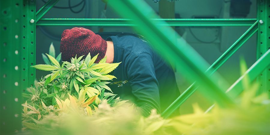 Configuração de Prateleiras - Cultivo Vertical de Cannabis