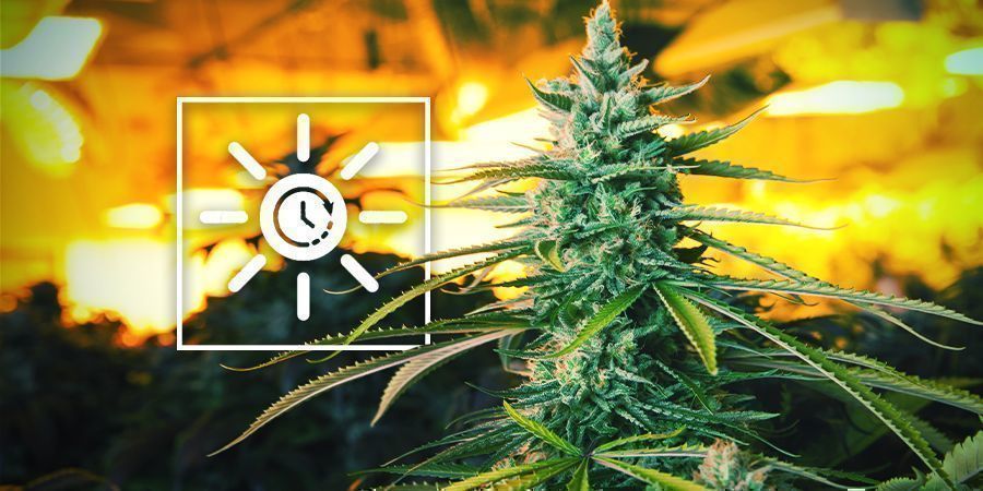 Ajustar ciclo de luz mais cedo - Cultivo vertical de canábis