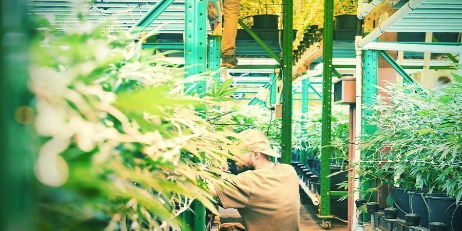 O que é agricultura vertical? - Cultivo vertical de canábis