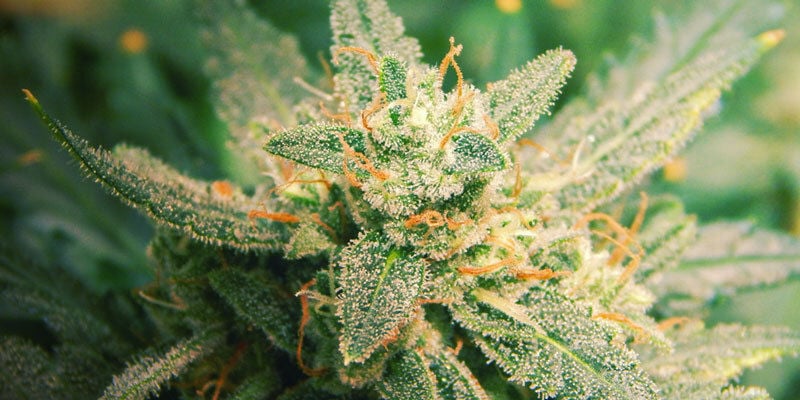 7 fatores que influenciam a floração da cannabis: o que pode fazer?