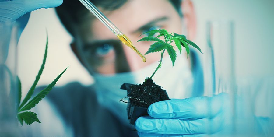 Fatores que podem influenciar a floração da canábis: Químicos exógenos