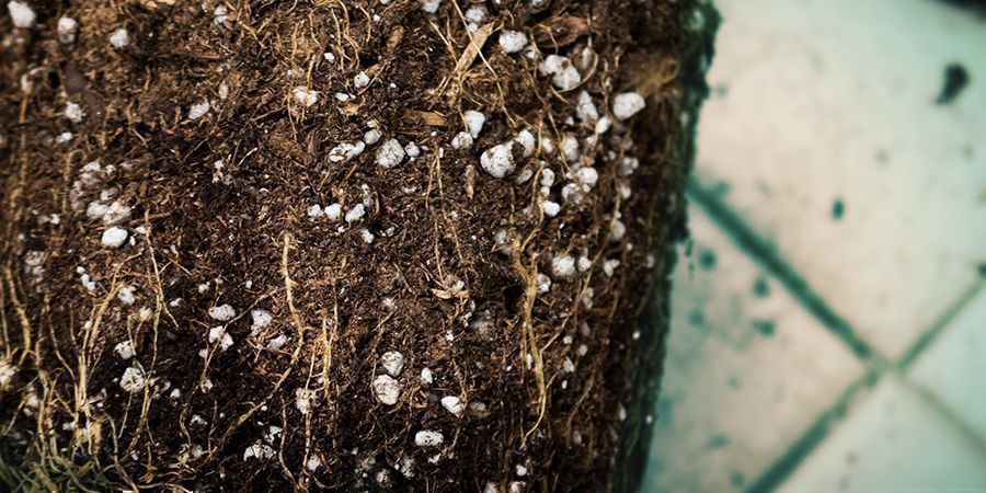 Fatores que influenciam a floração da canábis: acumulação de sais