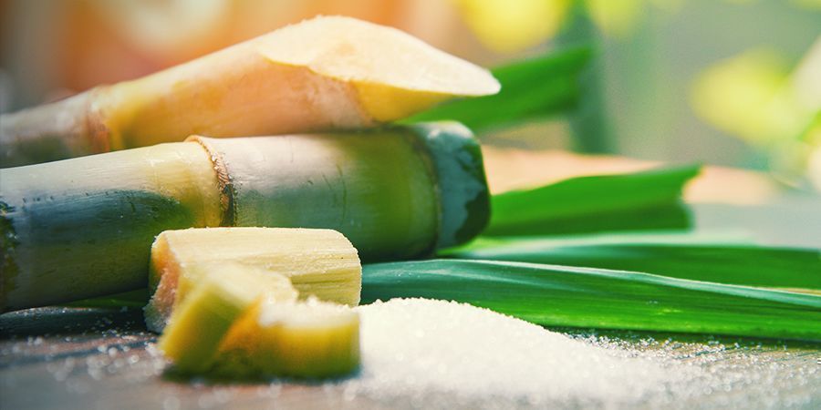 Níveis de sacarose e lípidos