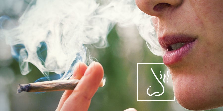 Como detetar contaminantes na cannabis: preste muita atenção ao sabor e cheiro da fumaça ou vapor