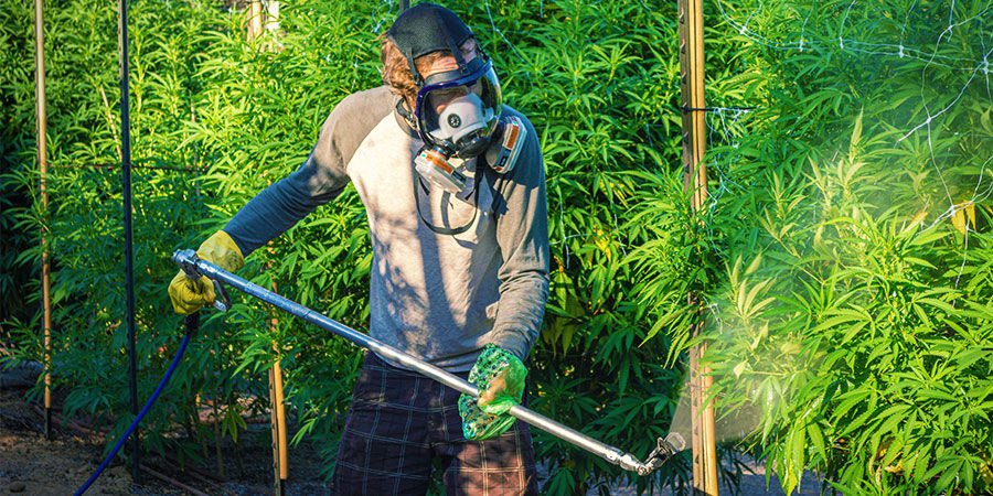 Contaminantes na canábis: pesticidas ou fertilizantes industriais