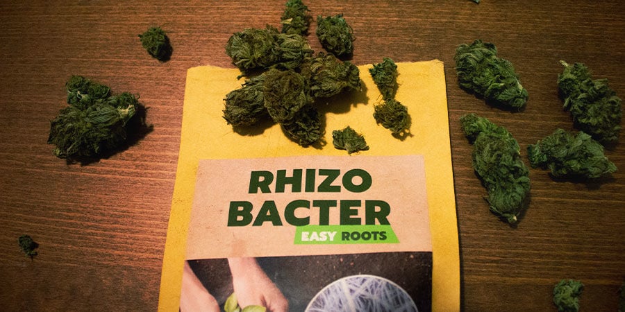 Como promovem as rizobactérias o crescimento da canábis?