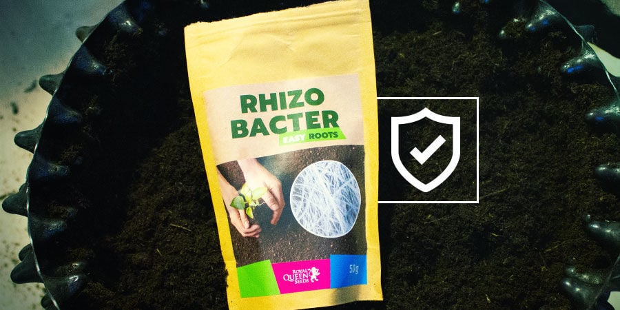 Como as rizobactérias protegem as plantas de canábis?