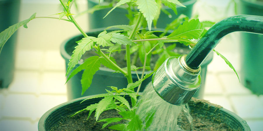 Água - Cultivo de Cannabis