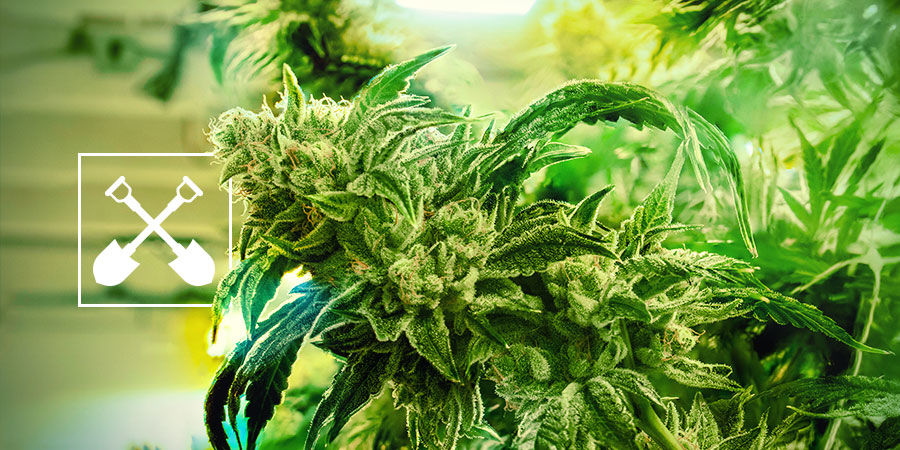 De que precisa para colher plantas de canábis?