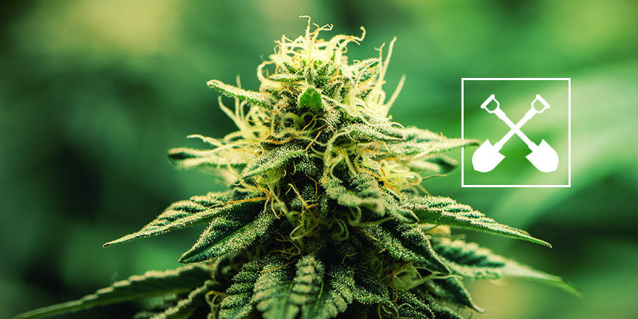 O que é necessário para qualquer cultivo de canábis?