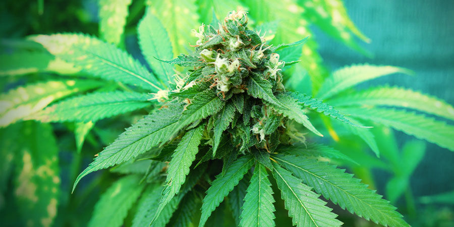 Sim, até os iniciantes conseguem cultivar cannabis de qualidade