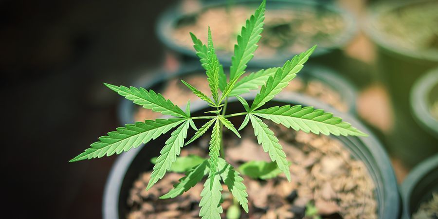 Como cultivar Sunset Sherbet Automatic