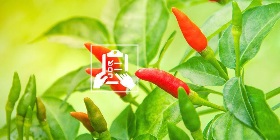 Cultivar pimentos para principiantes: planeie o seu cultivo