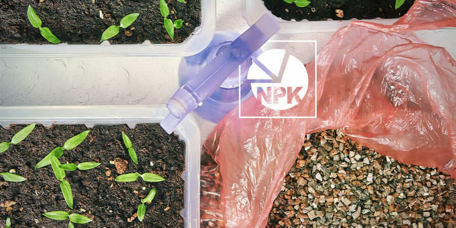 Cultivar pimentos para iniciantes: fertilizar plântulas