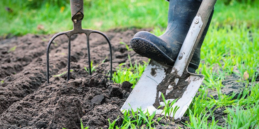 Cultivar pimentos para iniciantes: preparar o local de cultivo