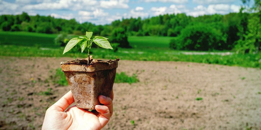 Cultivo de Pimentos para Iniciantes: Aclimatar as Plântulas